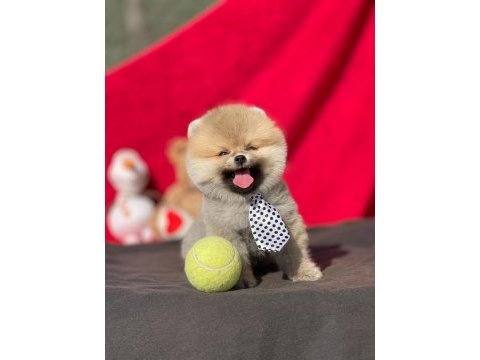 Ankaranın en gözde pomeranian yavruları