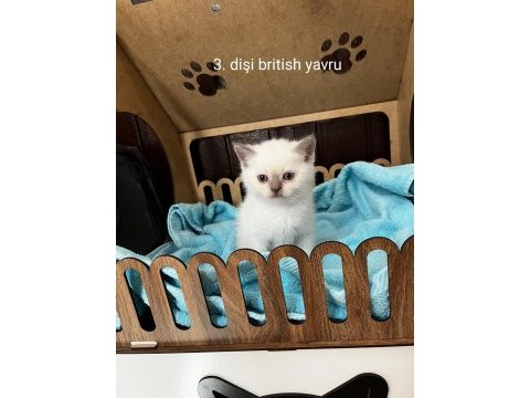 British shorthair yavru kediler