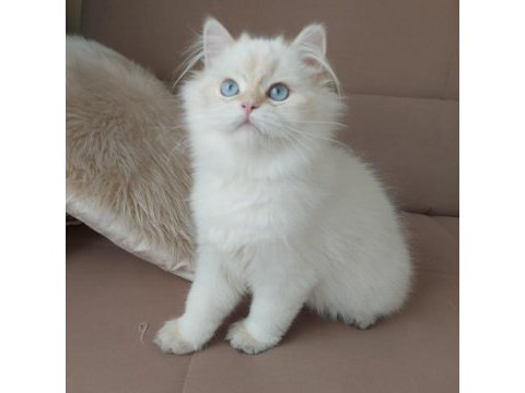 British longhair erkek