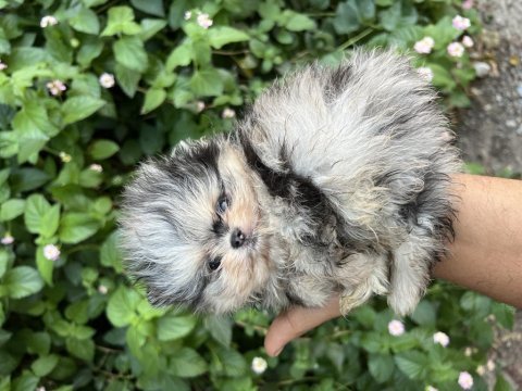 Merle pomeranian boo