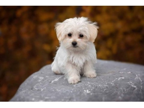 0 boy maltese erkek yavru