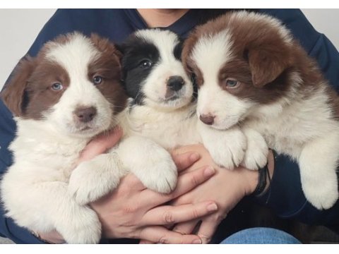 Çok iyi border collie yavruları istanbul
