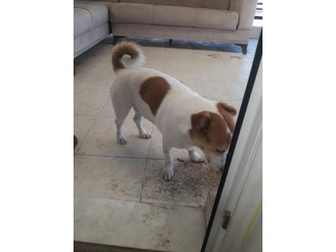Jack russell köpeğimiz sahiplendirilecek