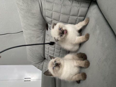 Mavi gözlü ayı surat a kalite british shorthair