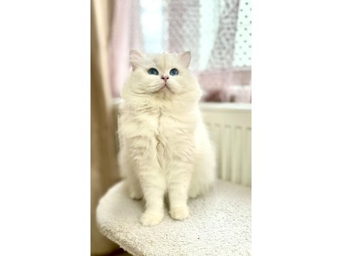 Breeding şecereli by33 tecrübeli british longhair