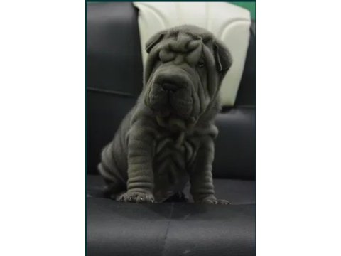 Shar pei ırkının en iyi temsilcileri
