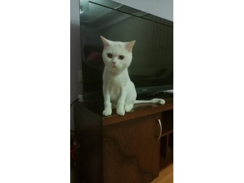 British shorthair beyaz kedimiz yuvasını arıyor