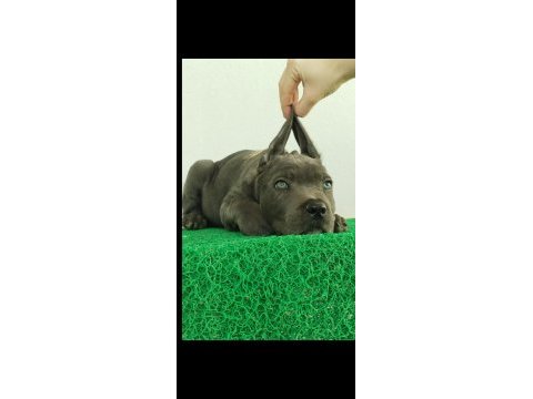Bahçenize koruma isteyenler aradınız cane corso yavrunuz