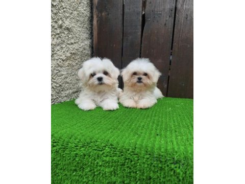 Kore maltese 3 aylık
