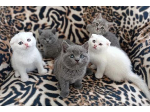 13/05 doğumlu top kafa scottish fold bebişler