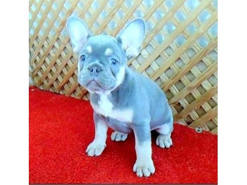 Lilac and tan quad dişi french bulldog