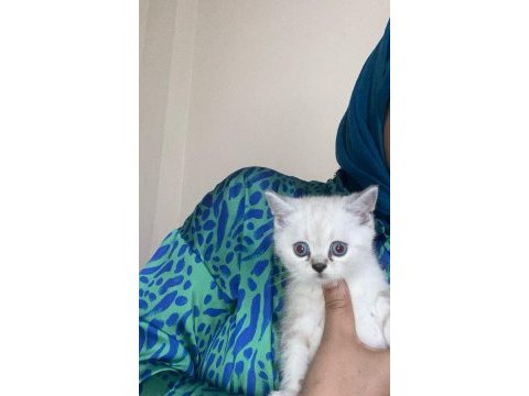 Anne-baba 3 yavru kedimiz