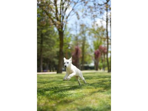 Husky yavrular