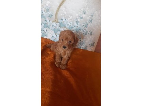 Toy poodle yavrular aile ortamından