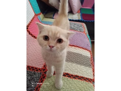 Scottish fold sahiplendirme