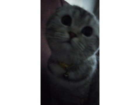 Göz bebeği scottish fold kedimiz