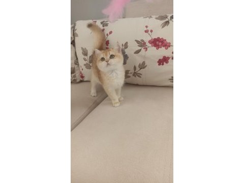 Çok güzel golden dişi british shorthair