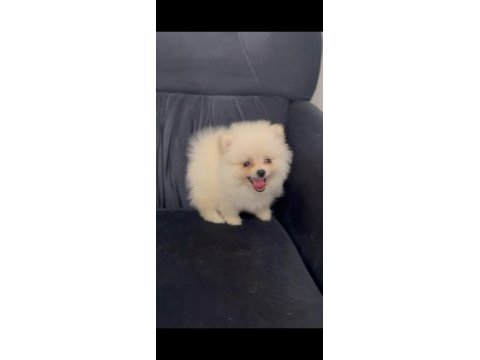Yavru pomeranian