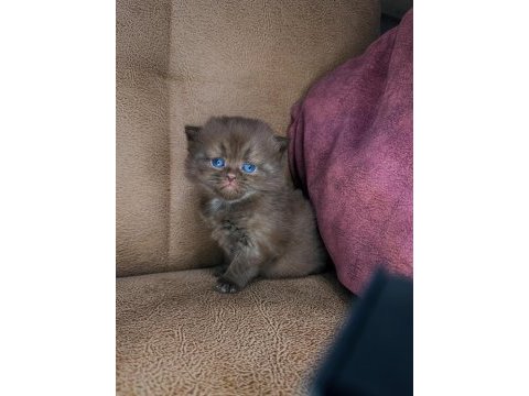 Çikolata kızlar british shorthair