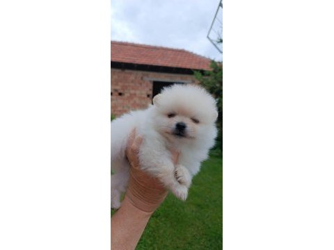 Pomeranian ve bi poodle
