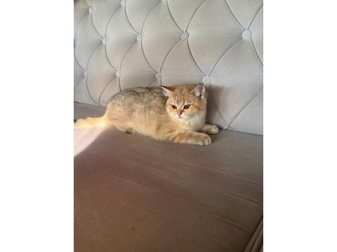 Safkan british shorthair golden&point yavrular
