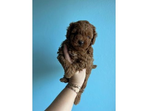Red brown toy poodle