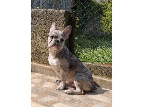 Aşılı wc eğitimli blue merle french bulldog oğlumuz