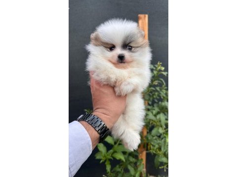 Sağlık ve ırk garantili pomeranian yavrularımız