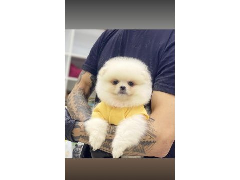 Ayı surat garantisiyle teddy boo