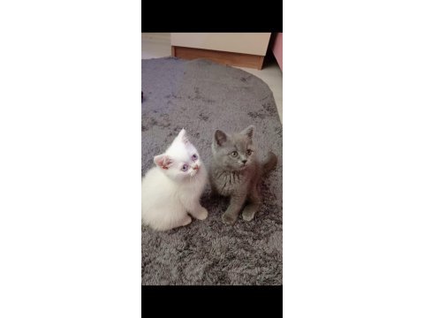 Gerçek bir dost kediyse istediğiniz tamda doğru yerdesiniz