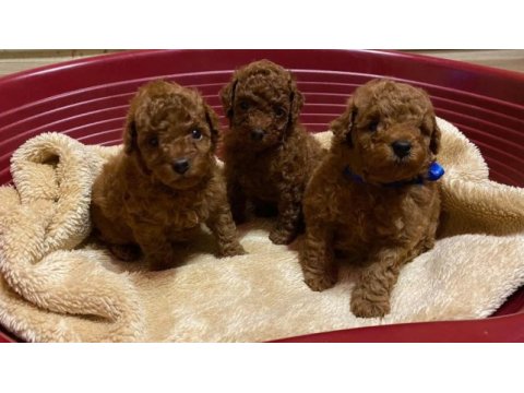 Aşılı karneli toy poodle yavrularımız