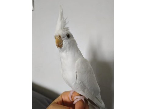 Eğitimli albino sultan papağanı yavrusu
