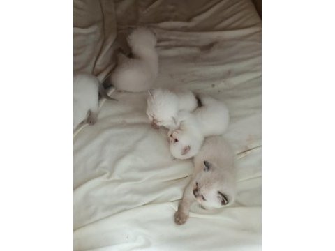 Bu british shorthair güzellere gerçek bakacak kişiler