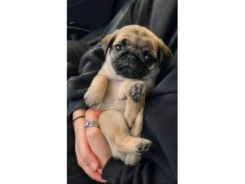 Irk ve sağlık garantili pug köpeği