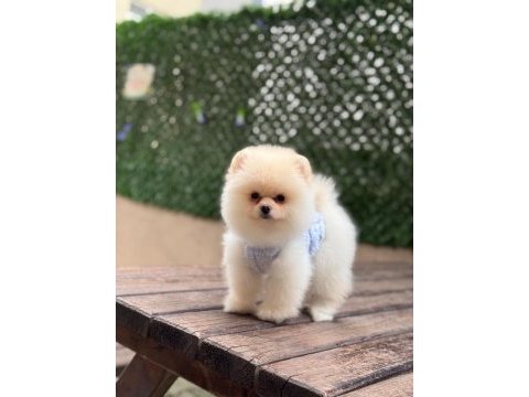 Birbirinden güzel ve sevimli pomeranian yavrularımız