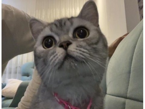 Kedimiz ettim masrafları çıkarak verilecektir ücretsiz gibi