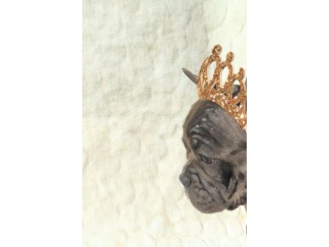 French bulldog ile farklı bağlar kurabilirsiniz