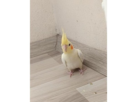 Kırmızı göz lutino erkek sultan papağanı