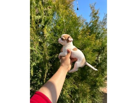Şivava (chihuahua)