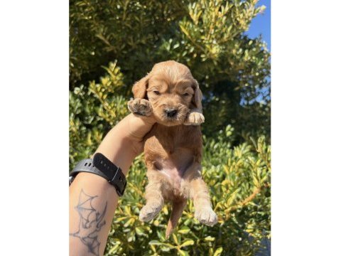 Ailenizin yeni dostu maltipoo yavrular
