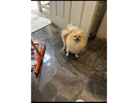 Eşleşme tecrübeli teacup pomeranian boo dişimiz