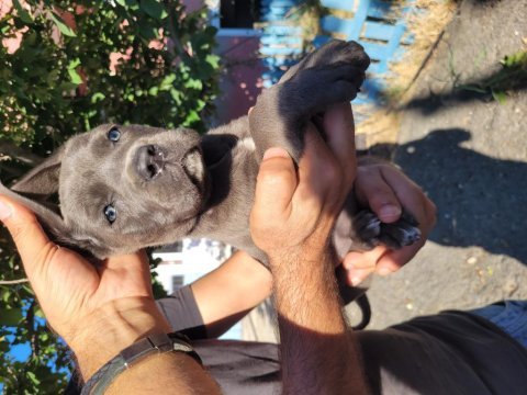 Cane corso