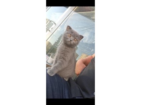 A kalite blue point ve scottish fold bebekler