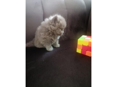 British shorthair yavru antalya