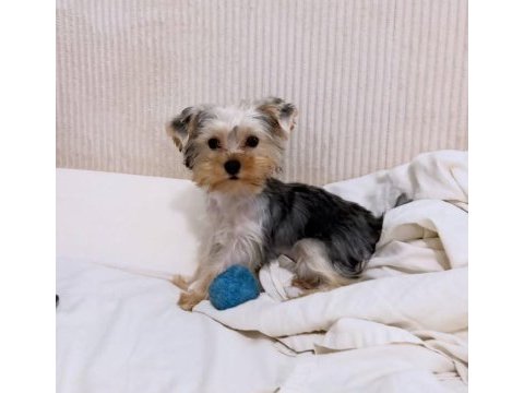 Ped eğitimi tam yorkshire terrier