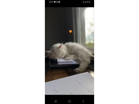 İran kedisi bademe yeni yuva arıyoruz