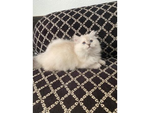 Blue point british longhair kızımız yeni yuvasını arıyor