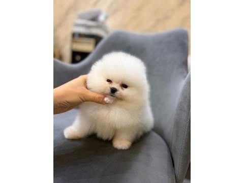 Ayı surat pomeranian yavrular korekan