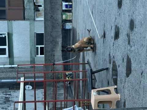 7 aylık dişi belçika kurdu