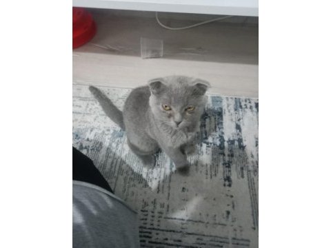Sahiplendirilecek scottish fold